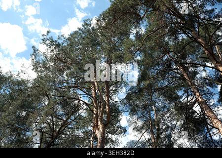 Regardant vers le haut des pins majestueux atteignant un ciel bleu brillant rempli de nuages. Banque D'Images