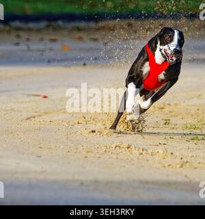 Vue frontale d'un fantastique lévrier noir et blanc tournant rapidement sur une piste de course de sable à Châtillon la palud, France. Il porte un manteau rouge de course. Banque D'Images