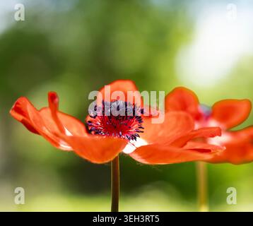 Vue latérale d'une fleur d'anémone rouge brillant en fleur Banque D'Images