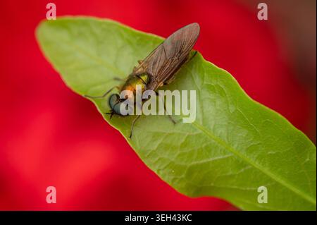 Chloromyia formosa, mouches soldat, mouche verte métallique perchée sur une feuille de couleur vive avec un fond bokeh rouge doux Banque D'Images