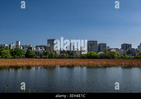 L'étang Lotus fait partie de l'étang Shinobazu, dans le parc Ueno, Tokyo Banque D'Images