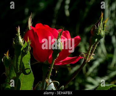 Un jardin rouge vif tose dans un jardin ombragé Banque D'Images