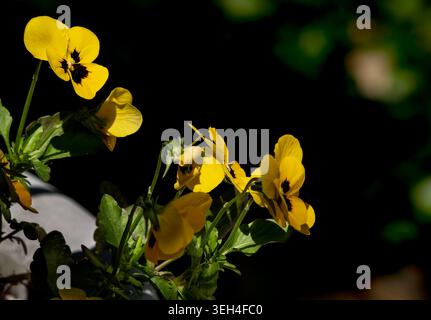 Début de saison Pansy un jour nuageux. Banque D'Images