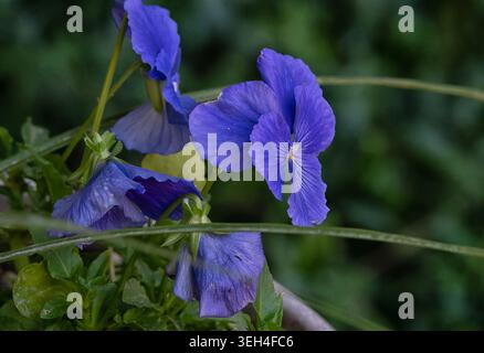 Début de saison Pansy un jour nuageux. Banque D'Images