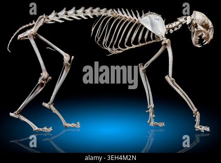 Le squelette articulé du lynx rufus présente les proportions caractéristiques d'un félin nord-américain de taille moyenne Banque D'Images