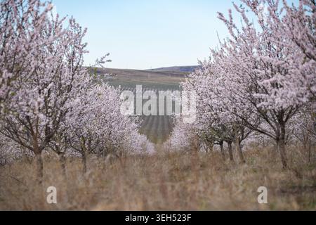 De délicates fleurs d'amandes en pleine floraison signalent l'arrivée du printemps dans la campagne géorgienne. Banque D'Images