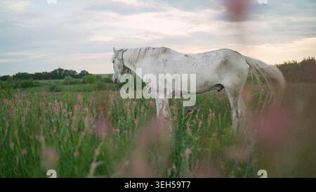 Cheval blanc se dresse paisiblement dans une prairie verte luxuriante remplie de fleurs sauvages roses. La lumière douce et diffuse du coucher du soleil crée une atmosphère sereine et tranquille. Doux Banque D'Images