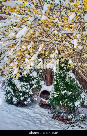 Branches de forsythia jaunies recouvertes de neige, cèdres verts et cheminée brune en hiver à Hamilton, Ontario, Canada. Banque D'Images