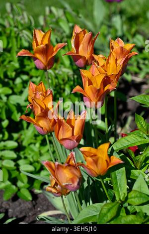 Fleurs de printemps orange de tulipe, Tulipa demande jardin UK avril Banque D'Images