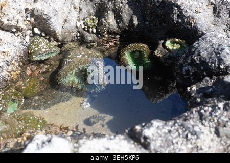 Anémones vertes géantes - Anthopleura xanthogrammica - dans un bassin de marée sur la côte de l'Oregon. Banque D'Images