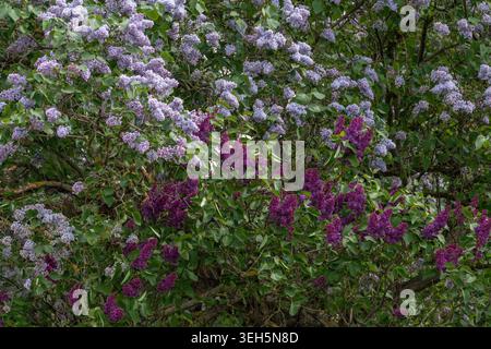 Les fleurs de lilas violettes et lavandes remplissent un feuillage vert dense avec une texture florale en couches et une atmosphère de jardin printanier naturelle en vue rapprochée Banque D'Images