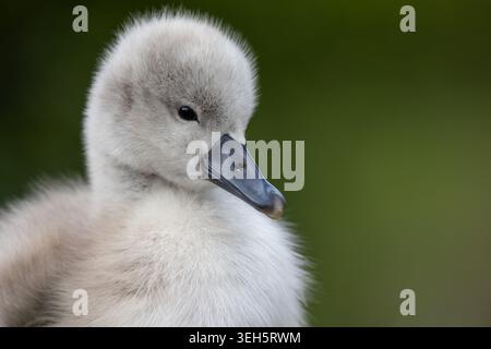 Vue d'un cygnet gris moelleux avec des plumes de duvet doux et un bec noir sur un fond vert flou à Mulhouse, Grand est, France. Banque D'Images