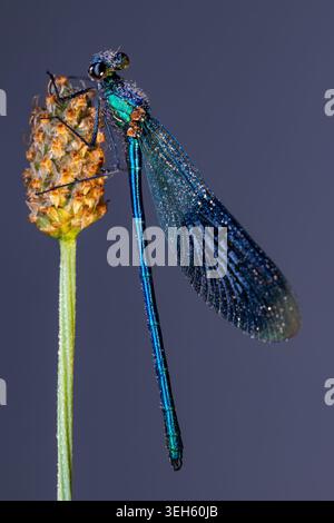 Vue d'une damoiselle bleue recouverte de gouttes de rosée du matin perchées sur une tige de plante Wittenheim, Grand est, France. Banque D'Images
