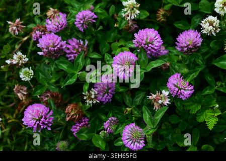 Fleurs de trèfle rouge (Trifolium pratense). Fabaceae Perennial. Les fleurs roses en forme de papillon fleurissent en grappes au début de l'été. Banque D'Images