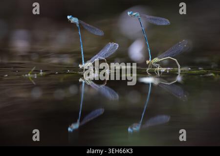 Vue de deux paires de damoiselles bleues s'accouplant sur la surface de l'eau sombre avec des reflets clairs Wittenheim, Grand est, France. Banque D'Images