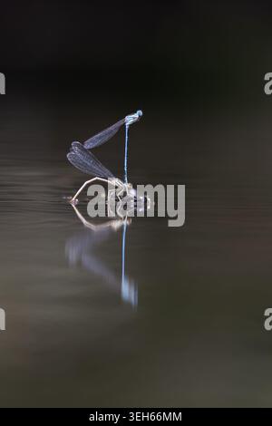 Vue de deux damoiselles s'accouplant à la surface de l'eau calme avec un reflet clair et un fond sombre à Wittenheim, Grand est, France. Banque D'Images