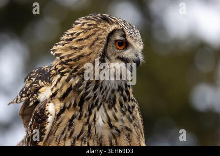Vue d'un profil en gros plan d'un aigle hibou avec des yeux orange frappants et un plumage brun détaillé sur un fond vert flou Selestat, Grand est Banque D'Images