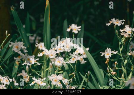 Délicates fleurs blanches Iris japonica avec des marques jaunes prospèrent dans un jardin extérieur vert luxuriant pendant les heures de lumière du jour Banque D'Images