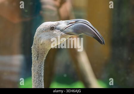 Tête de flamant rose grise et long cou gros plan, mettant en valeur son bec incurvé vers le bas unique dans un habitat extérieur pendant la journée Banque D'Images