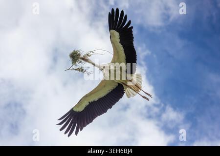Vue d'une cigogne blanche en vol transportant du matériel de nidification dans son bec contre un ciel bleu avec des nuages blancs doux Selestat, Grand est, France. Banque D'Images