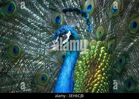 Gros plan d'un paon mâle avec un cou bleu vif et des plumes de queue vertes ornées entièrement exposées, montrant des taches colorées pour les yeux et une beauté naturelle élégante. Banque D'Images