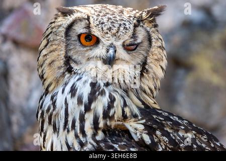 Vue d'un aigle-hibou eurasien faisant un clin d'œil orange vif ouvert et plumage détaillé sur un fond flou à Sélestat, Grand est, France. Banque D'Images