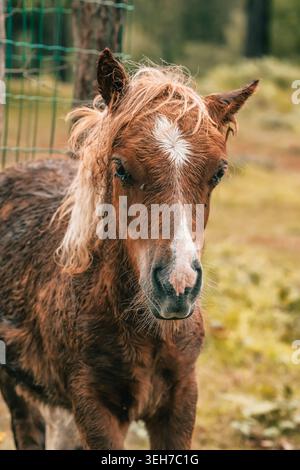Wild Pottok Mare et Foal dans le pâturage basque Highland Banque D'Images