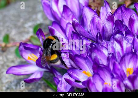 bourdon à queue de chamois ou gros bourdon de terre sur un crocus. Banque D'Images
