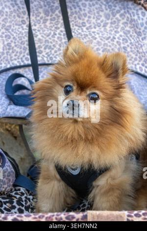 Portrait en gros plan d'un chien moelleux de Poméranie assis dans une poussette, levant les yeux avec une expression attentive. Banque D'Images