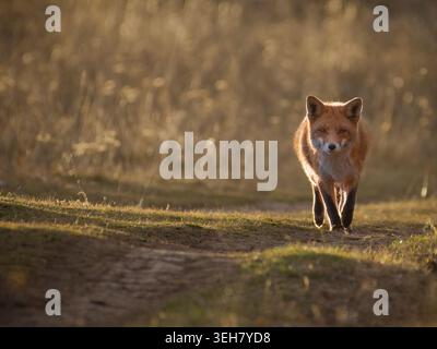 Renard roux sur un chemin éloigné dans les champs. Banque D'Images
