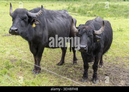 Buffles d'eau debout sur un pâturage vert, Wieck, Mecklembourg-Poméranie occidentale, Allemagne Banque D'Images