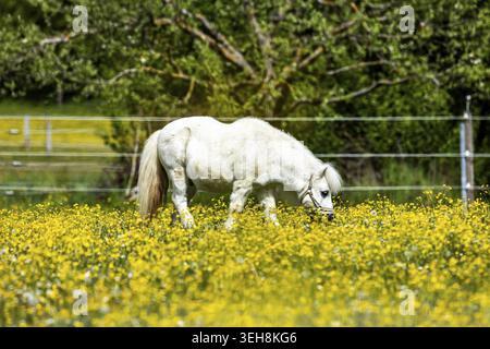 Paysage au printemps. Chevaux dans un paddock à Heroldstatt dans le Jura souabe. Heroldstatt, Bade-Wuertemberg, Allemagne Banque D'Images