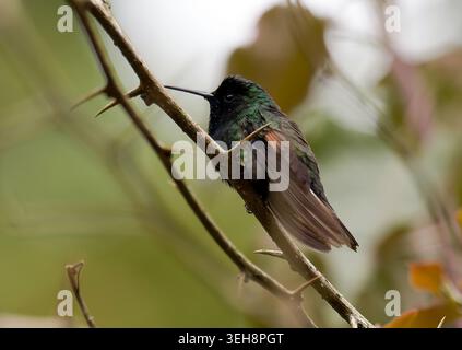 Colibri à ventre noir, Schwarzbauchkolibri, Colibri feketehasú ventre noir, Eupherusa nigriventris, kolibri, Costa Rica, Amérique centrale Banque D'Images