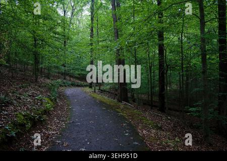 Sentier boisé pavé imprégné de pluie serpentant à travers des paysages forestiers luxuriants Banque D'Images
