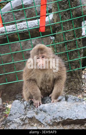 Un jeune macaque tibétain assis sur le sol par un matin de pluie au mont Emei, province chinoise du Sichuan Banque D'Images
