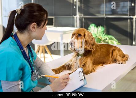 Vétérinaire consultant le chien épaniel cocker lors d'un bilan de santé en clinique animale Banque D'Images