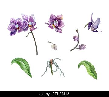 Ensemble orchidée violet. Fleurs tropicales, bourgeons, feuilles vertes et racines. Illustration d'aquarelle dessinée à la main, isolée. Convient pour la conception de cartes de vœux Banque D'Images