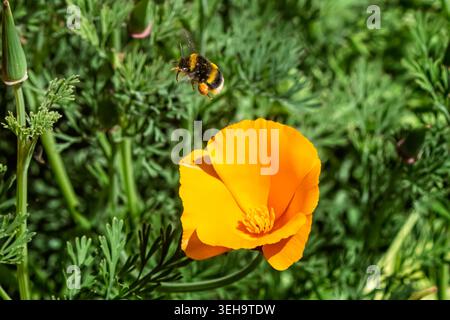 Gros plan d'un bourdon volant au-dessus du caca orange de californie avec des sacs de pollen pleins dans le Wiltshire, au Royaume-Uni Banque D'Images