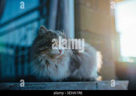 Chat blanc et gris moelleux avec les yeux orange assis sur la terrasse avec la lumière du soleil sur elle Banque D'Images
