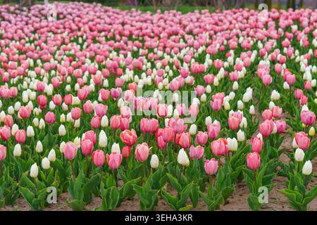 Tulipes rose corail et blanches Tulipa gesneriana fleurissant dans le jardin ou le champ, plantation de tulipes. Paysage printanier vibrant, fleurs ornementales, paysage p Banque D'Images