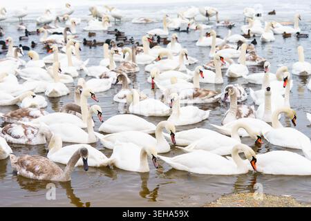 Grand groupe, troupeau de cygnes blancs muets nageant près les uns des autres sur le lac froid d'hiver avec de l'eau glacée. Scène naturelle de la faune, rassemblement de famille d'oiseaux, gagner Banque D'Images