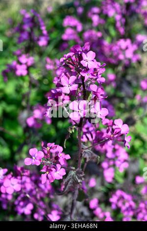 Fleurs de printemps violettes et feuillage sombre de l'honnêteté, Lunaria annua Chedglow UK Garden avril Banque D'Images