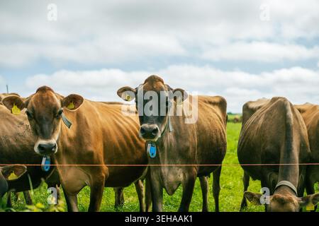 Gros plan sur des bovins laitiers Jersey pedigree debout ensemble dans de riches pâturages verts dans une ferme de campagne britannique en activité sous une couverture nuageuse spectaculaire Banque D'Images