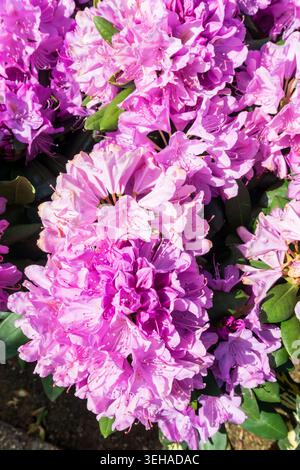 Rhododendron 'Roseum elegans' Banque D'Images