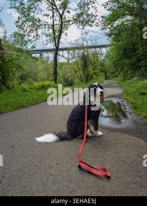 Un chien Bernedoodle moelleux noir et blanc est assis en laisse à côté d'une flaque d'eau de pluie sur le sentier Montour Trail en Pennsylvanie avec un haut pont au-dessus Banque D'Images