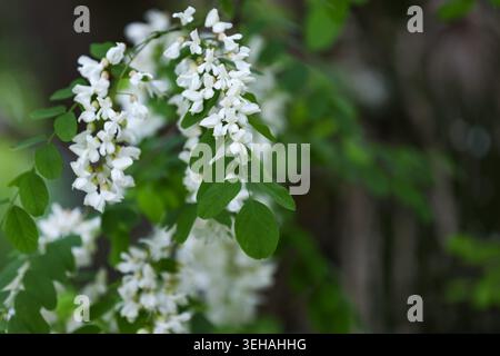 Gros plan vertical de fleurs d'acacia blanches denses, également connues sous le nom de criquet noir ou Robinia pseudoacacia. Les amas de floraison sont mélangés avec vibr Banque D'Images