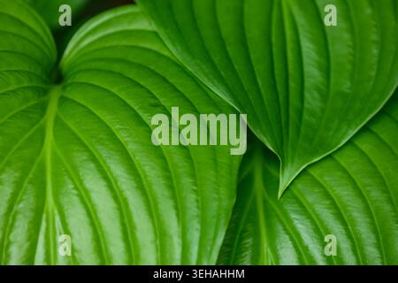 Une photographie en gros plan capturant la texture détaillée des feuilles d'hosta vert vif, mettant en évidence le motif veineux parallèle proéminent. La lueur naturelle Banque D'Images