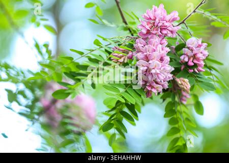 Gros plan de magnifiques fleurs d'acacia roses suspendues verticalement à une branche au feuillage vert éclatant. L'analyse par éléments finis d'arrière-plan naturel à focalisation douce Banque D'Images
