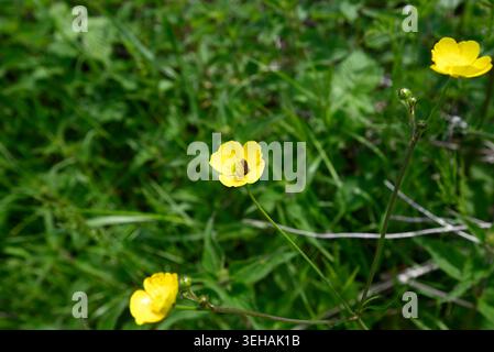 Rare sawfly plongeant tête la première dans la fleur de papillon. Mouche de scie (Athalia bicolor) sautant la tête la première dans le pollen de Ranunculus. Banque D'Images