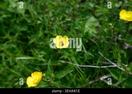 Rare sawfly plongeant tête la première dans la fleur de papillon. Mouche de scie (Athalia bicolor) sautant la tête la première dans le pollen de Ranunculus. Banque D'Images
